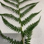 Athyrium distentifolium Leaf