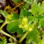 Alchemilla monticola 花