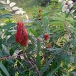 Rhus glabra Fruit