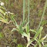 Allium cepa Hábito