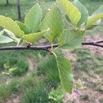 Betula humilis Лист