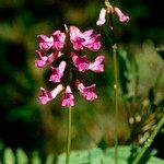 Vicia nigricans Blüte