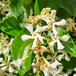 Trachelospermum jasminoidesLorea