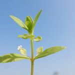 Bacopa crenata 葉