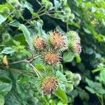 Arctium lappaFlower