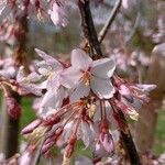 Prunus pedunculata फूल
