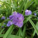 Tradescantia × andersoniana Flower