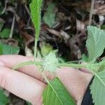 Marsypianthes chamaedrys Flor