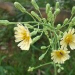 Lactuca indica Flower