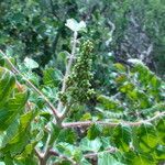 Rhus coriaria Otro