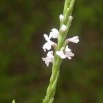 Verbena simplex 花