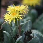 Carruanthus ringens Flower