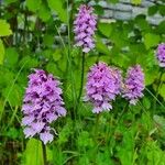 Dactylorhiza fuchsii Fula