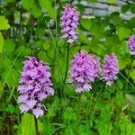 Dactylorhiza fuchsii Virág