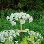 Heracleum mantegazzianum Floare