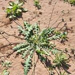 Launaea capitata ശീലം