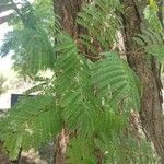 Acacia ataxacantha Hostoa