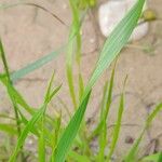 Lolium multiflorum Leaf