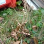 Echinochloa colonum Blomst