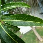 Tabernaemontana persicariifolia Leaf