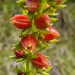 Echeveria bicolor Virág