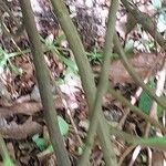 Spiraea cantoniensis Rinde