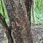 Luehea candida Coajă