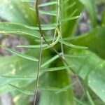 Vicia tetrasperma 葉