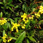 Berberis julianae പുഷ്പം