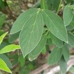 Cajanus cajan Leaf