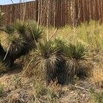 Yucca elata Blad