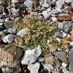 Potentilla nivalisHabitus