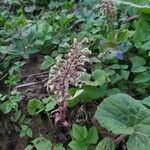 Petasites hybridus Çiçek