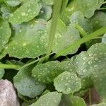 Hydrocotyle verticillata Leaf