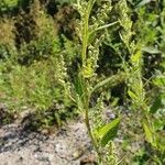 Chenopodium albumLeaf