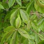 Aesculus flava Blatt