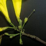 Handroanthus serratifolius Flower