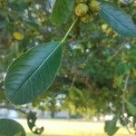 Ficus natalensis Feuille
