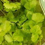 Coriandrum sativum Φύλλο