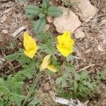 Hypecoum imberbe ফুল