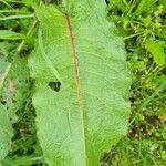 Rumex × acutus Leaf