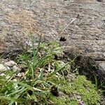 Carex parviflora Hoja
