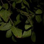 Cordia dentata Hoja