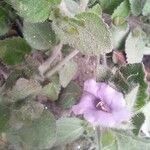 Ruellia patula Flower