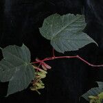 Acer pectinatum Hábito