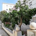 Corynocarpus laevigatus Hábito