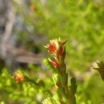 Erica comorensis Hoja