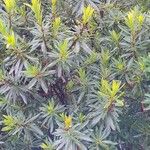 Xanthostemon verticillatus Leaf