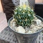 Stenocactus multicostatus Hoja