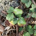 Fragaria chiloensis Листок